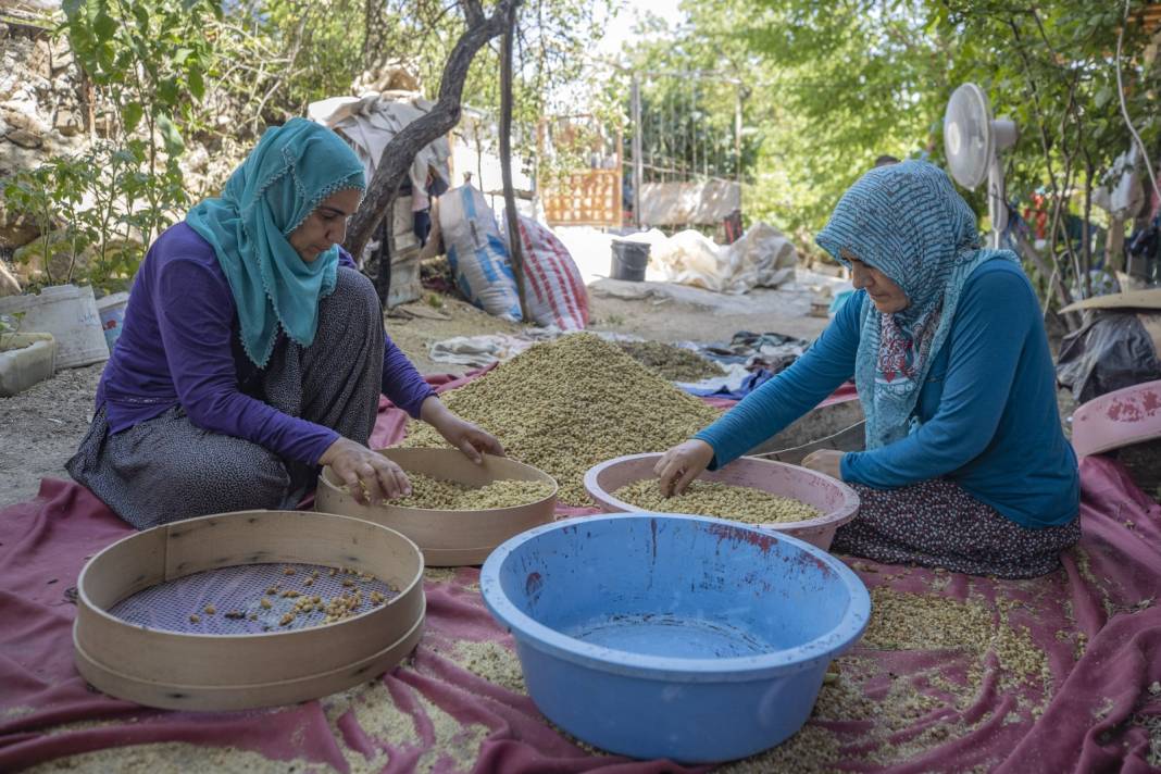 Tunceli'de Hasadı Çok Bereketli Başladı: 500 Ton Rekolte Bekleniyor 11